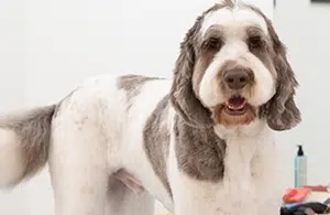 how to tell your groomer what you want your dog to look like after grooming