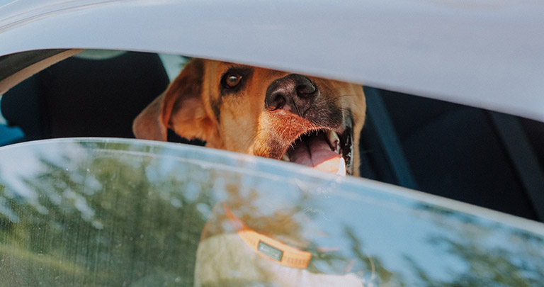 dog stuck in hot, locked car, dog groomer near me, dog nail clipping near me