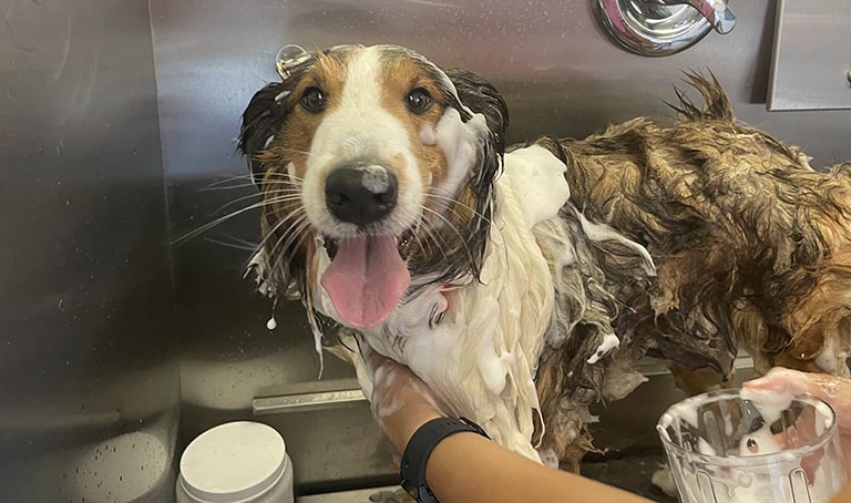 happy dog in mobile pet grooming, pet groomers, dog washers near me