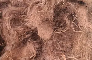 shave or brush out dog mats