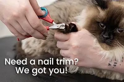 cat nail trim near me
