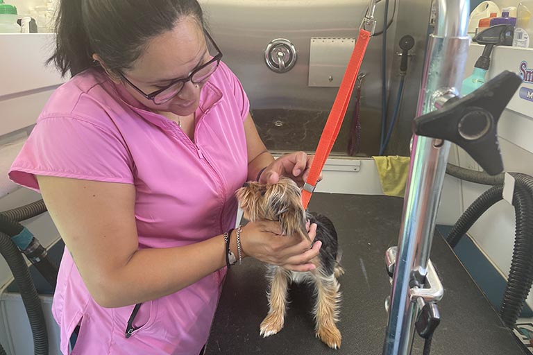 personalized one-on-one time with dog, grooming places near me, local dog groomers