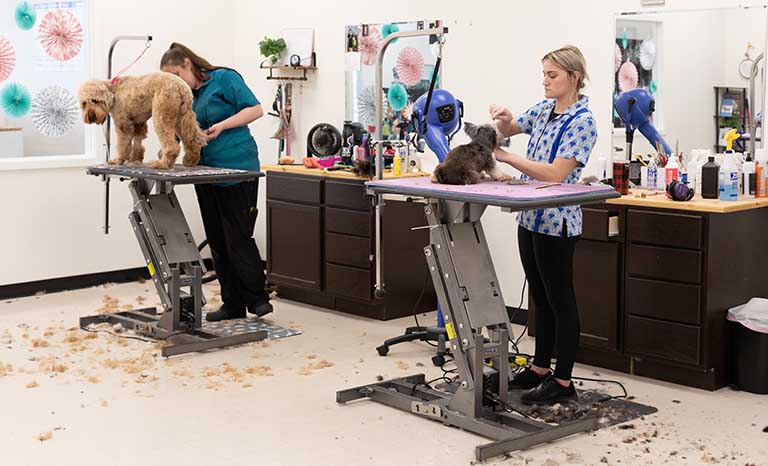 Professional groomers, professional pet groomers near me