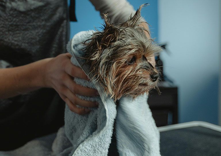 pet owner drying dog, local mobile dog groomers, mobile cat grooming near me, pet grooming near me