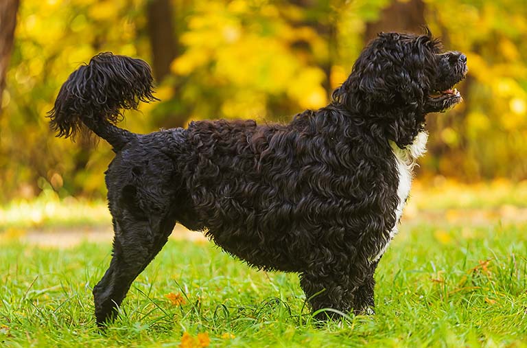 Portuguese water dog, dog nail trimming near me