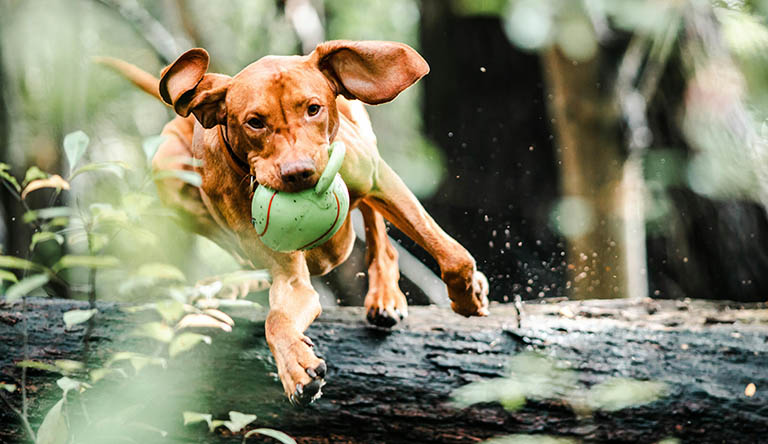 activity level of dog, do groomers remove ticks, how often do dogs need nails trimmed