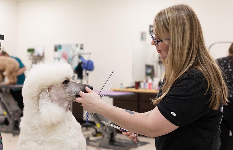 AKC look of a poodle, dog haircut, dog haircut near me, dog nail clipping near me