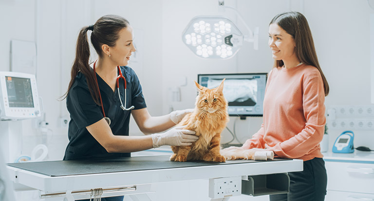 veterinary visits for aging cat, pet grooming crown point, pet grooming portage