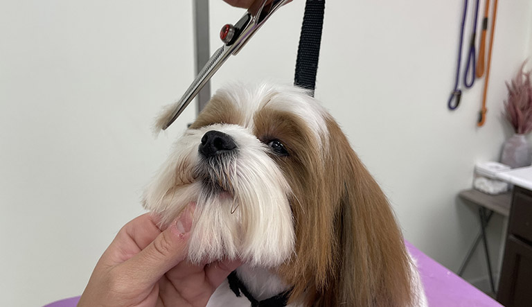 dog getting their whiskers trimmed, nearby pet grooming, pet bath near me, pet groomers lowell