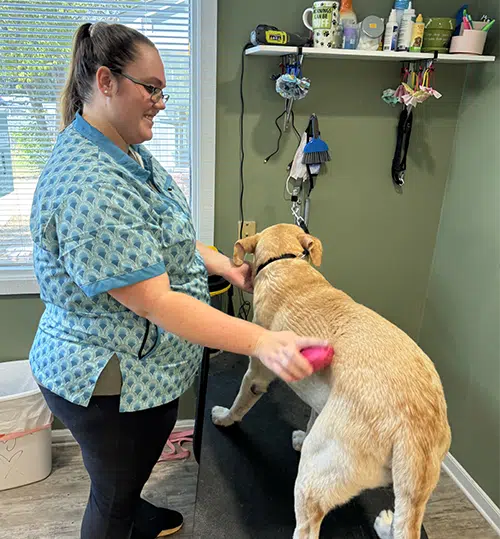 dog groomer near me anderson