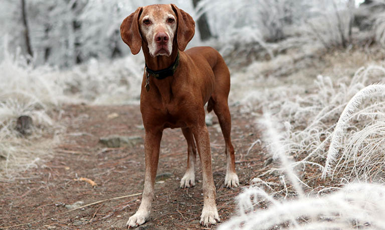 climate condition affects dog grooming, my dogs ears stink, how often to trim overgrown dog nails