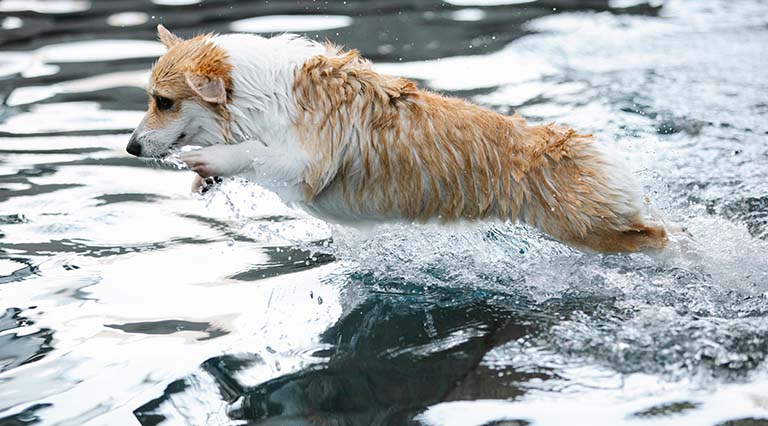 dog swimming in cold water, best dog grooming near me, best rated dog groomers near me