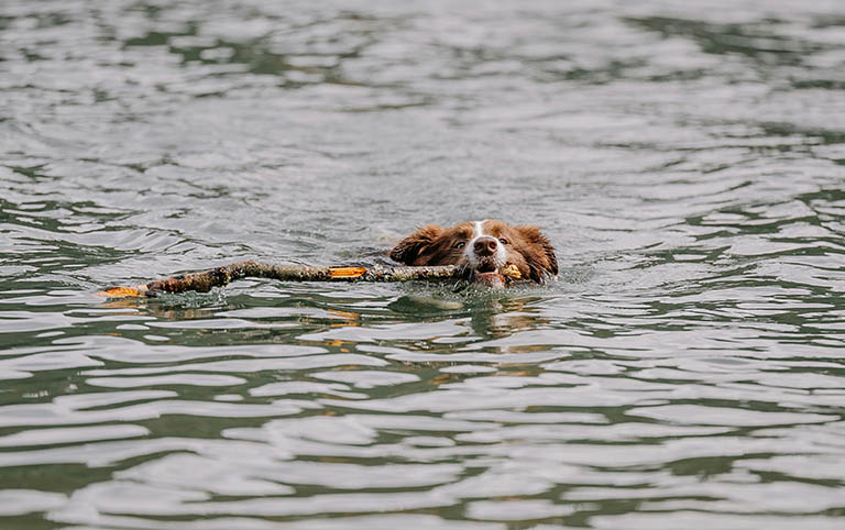 dog swimming, how often do dogs need their nail trimmed, all about dogs grooming