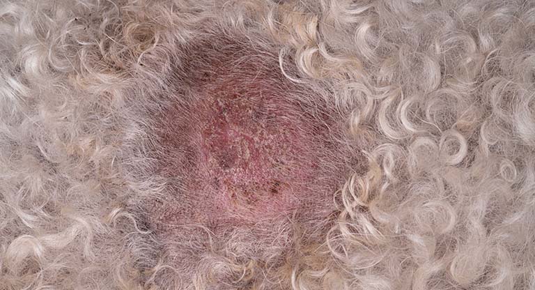 ringworm, animal grooming near me, grooming near me dog