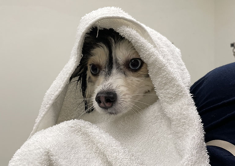 dog in towel, local dog groomers, pet groomer near me for cats