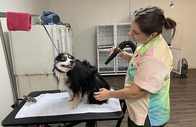 drying dog, local mobile dog groomers, mobile cat grooming near me