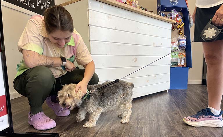 dog excited for groom, grooming a golden retriever, dog grooming facts