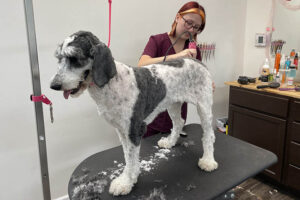 groomer grooming a dog , professional dog groomers near me