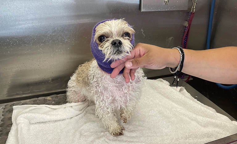 happy hoodie on dog, dog bathers near me, dog grooming portage indiana