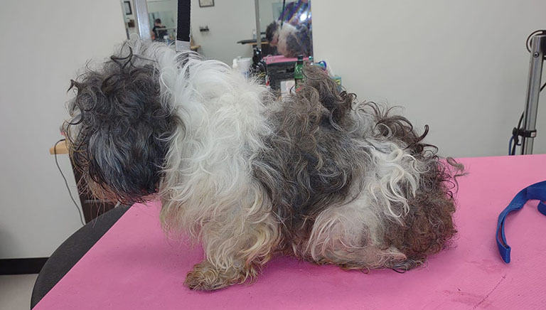 matted dog, mobile cat groomer near me, cat bath near me