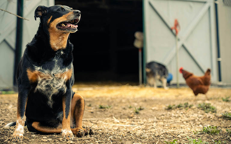 dog living in rural area, animal grooming near me, dog ears smell