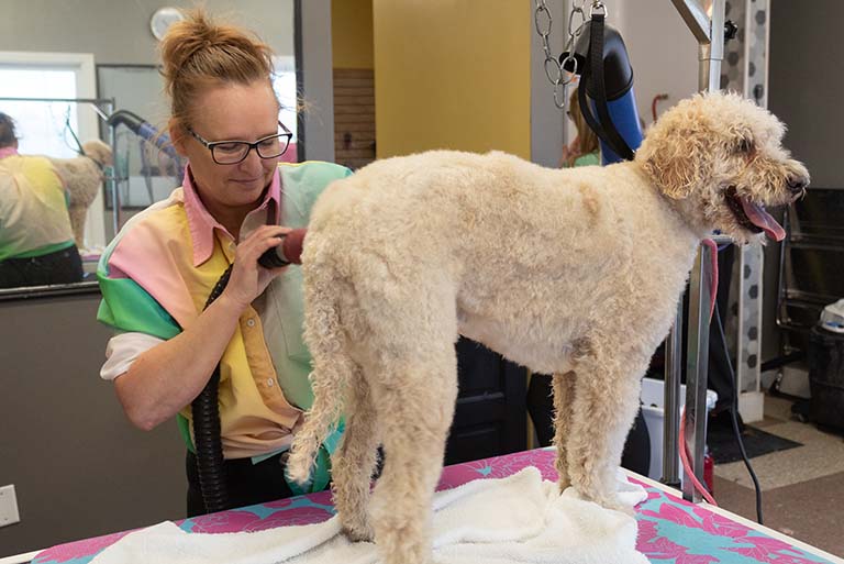 what affects a dog's grooming needs, mobile cat grooming near me, dog grooming facts