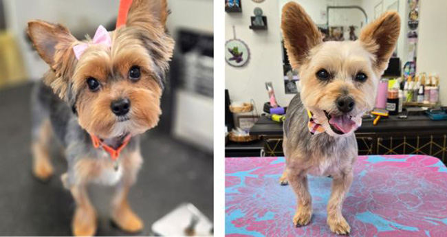 yorkie haircut short, dog groomer near me, dog grooming near me