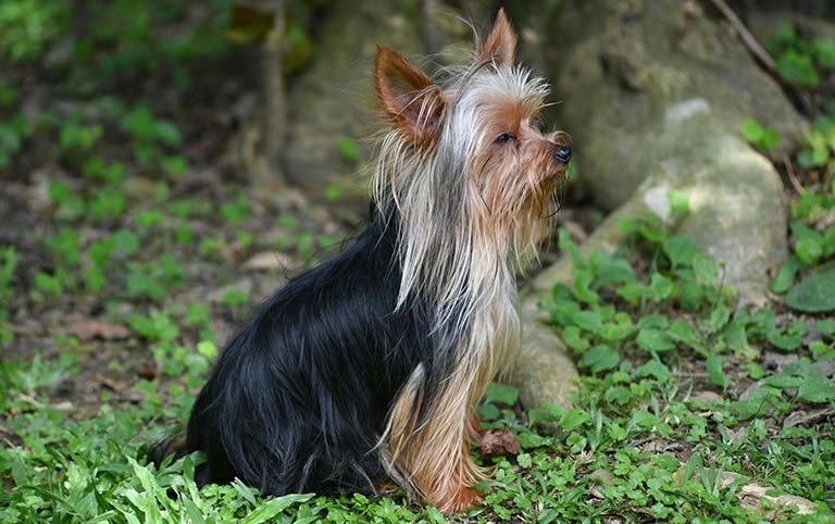 silky drop coat yorkie, why do my dog's ears smell, dog smelly ears