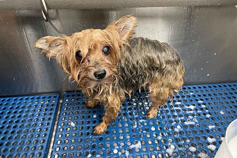 yorkshire terrier in bath, my dogs ears stink, dog ears smell, iv san bernard