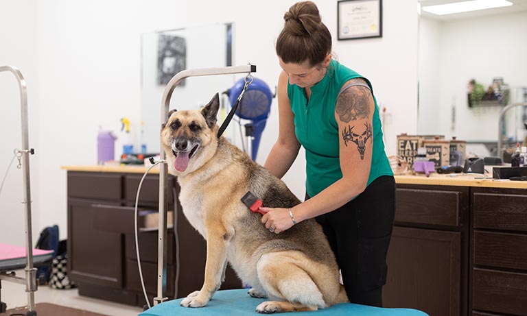 adult dog grooming, grooming places near me, local dog groomer