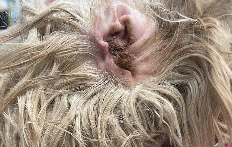 wax and hair buildup in dog ear, all about dogs grooming, dog nail trim how often