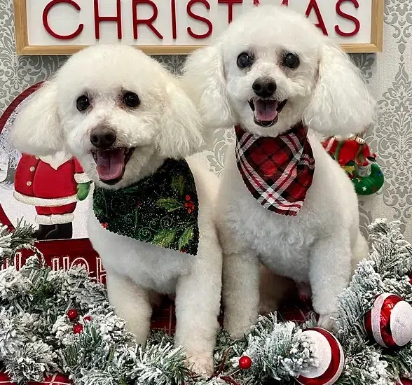 dogs are separated at the groomer for their safety