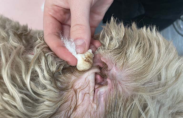 Is Ear Plucking Safe for Dogs