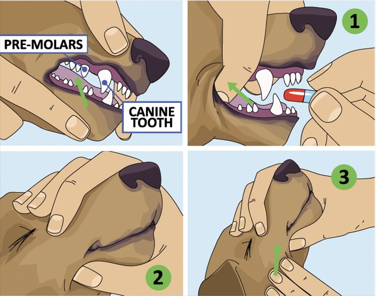 giving dog a pill, pet groomer near me for cats, dog groomer fort wayne, dog groomers fort wayne