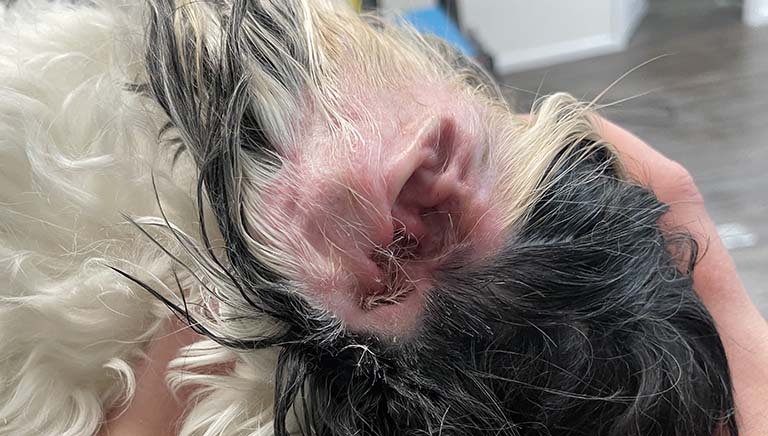 red irritated dog ear from ear plucking, do groomers remove ticks, how often do dogs need nails trimmed