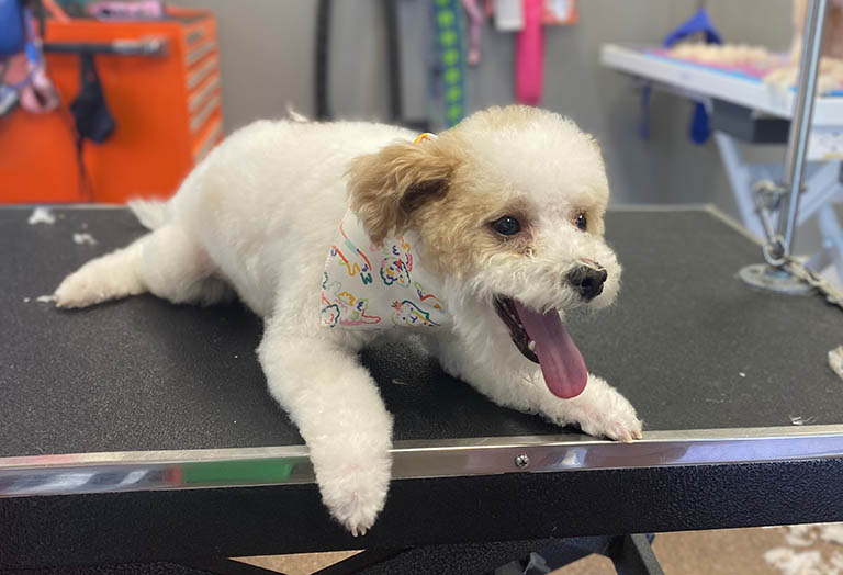 old dog needing a break, dog grooming portage indiana, dog spa near me