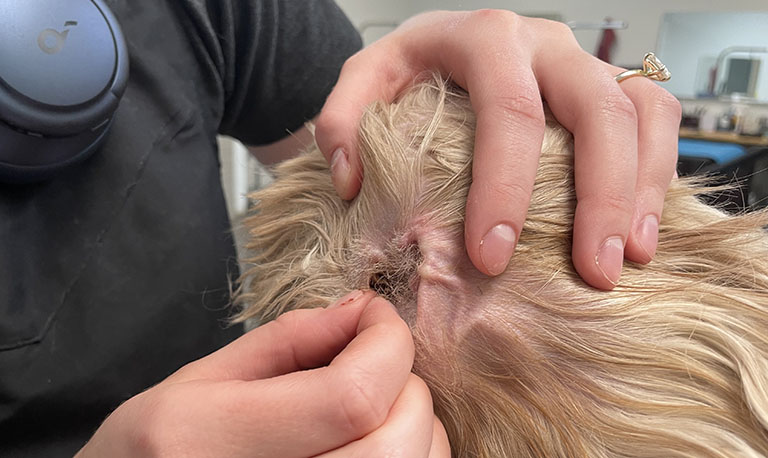 plucking dog ear hair, how often to trim overgrown dog nails