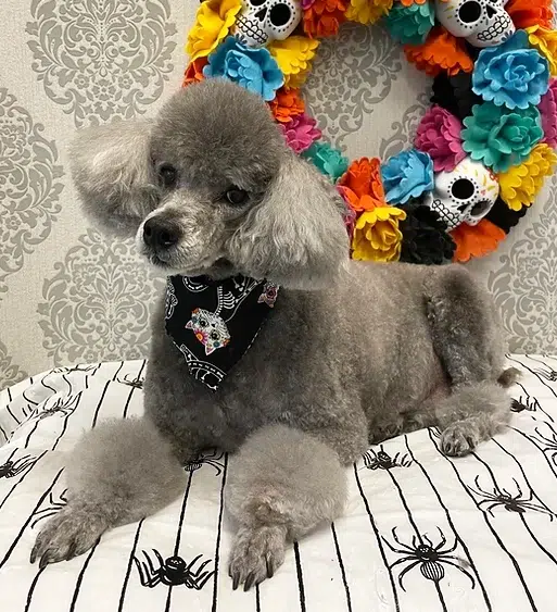 groomed poodle in dunedin grooming salon