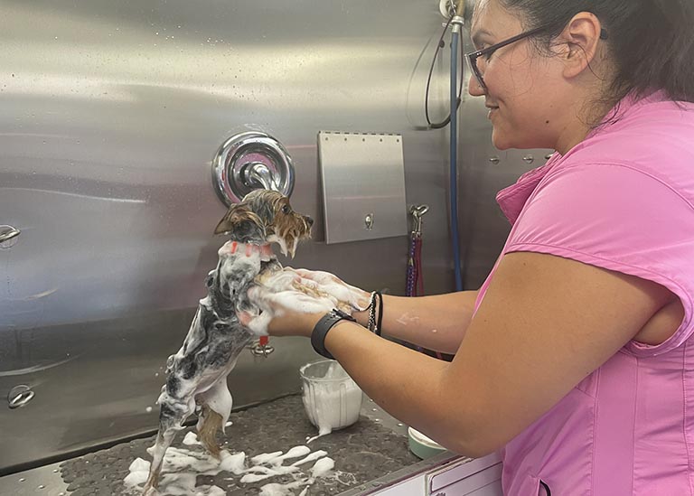 puppy getting a bath, professional dog groomers near me, nearest dog groomer