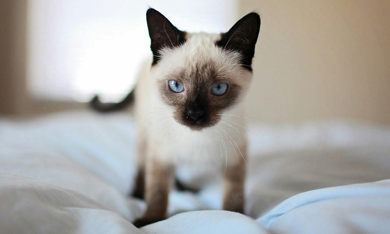 Pawsitively Purrfect: Discovering Quirky Cat Breeds That Steal Hearts