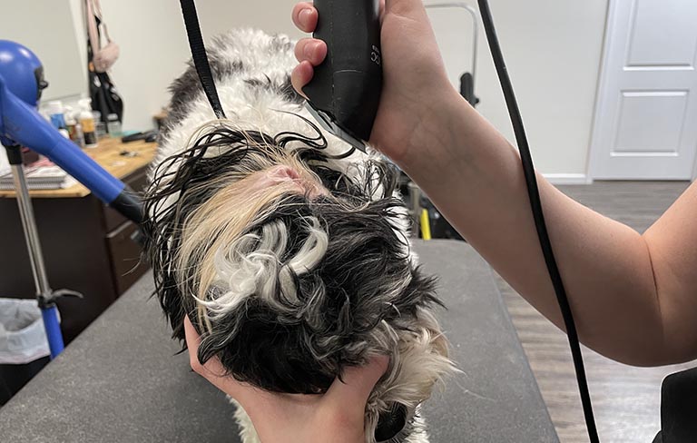 trimming dog ear hair, mobile cat grooming near me, mobile pet groomers near me