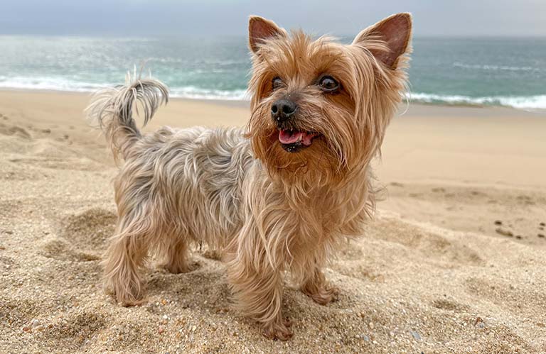 wavy coated yorkie, smelly dog ears, dog stinky ears