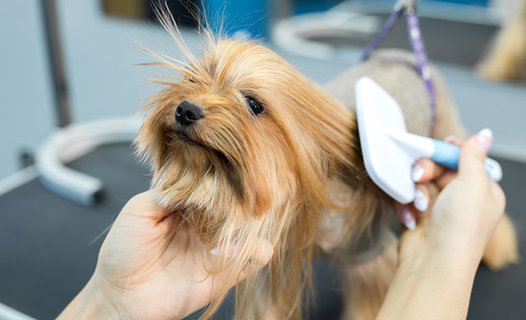 yorkie getting brushed, how often to trim overgrown dog nails, ear smell in dogs