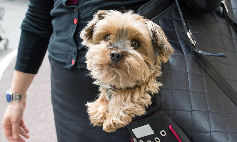 yorkie in bag, how often do dogs need nails trimmed, how often do dogs need their nails trimmed