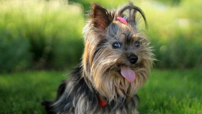 yorshire terrier, dog grooming facts