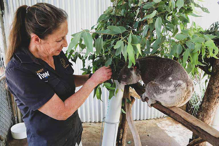 animal professions, dog nail grinding, dog groomer at home