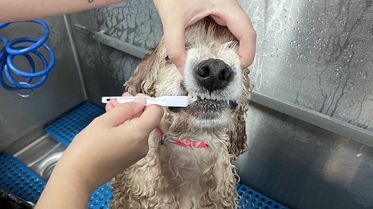 brushing dog teeth, how often to brush dog teeth