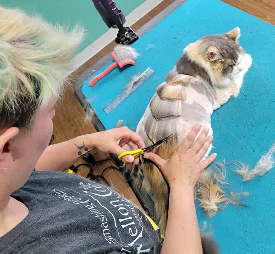 pet grooming near me at Smoochie Pooch Chesterton