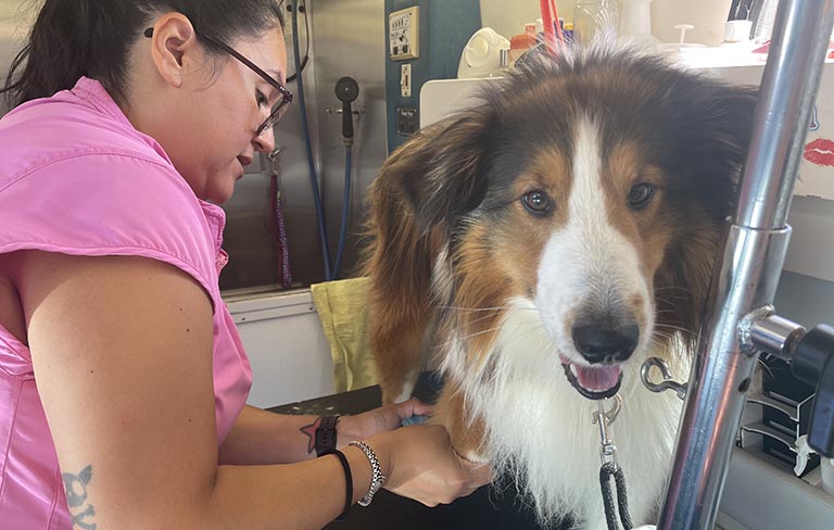 happy dog in mobile grooming van, dog grooming fort wayne