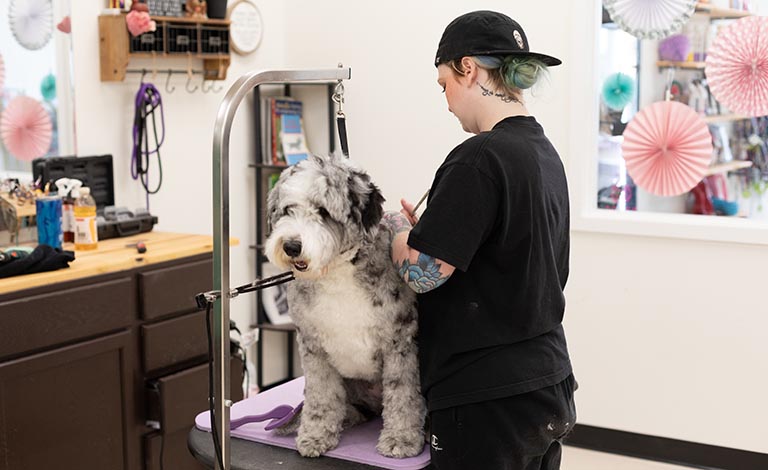 dog with professional groomer, smoochie pooch, smoochie poochie dog grooming